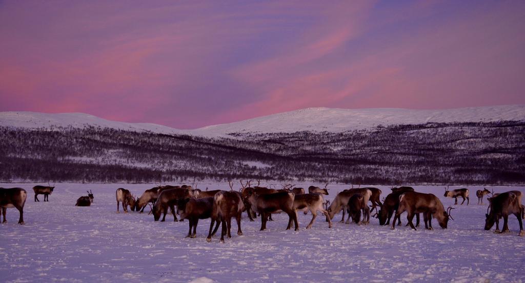 Villa Kilpisjaerven Tunturimajat Kilpisjärvi Camera foto