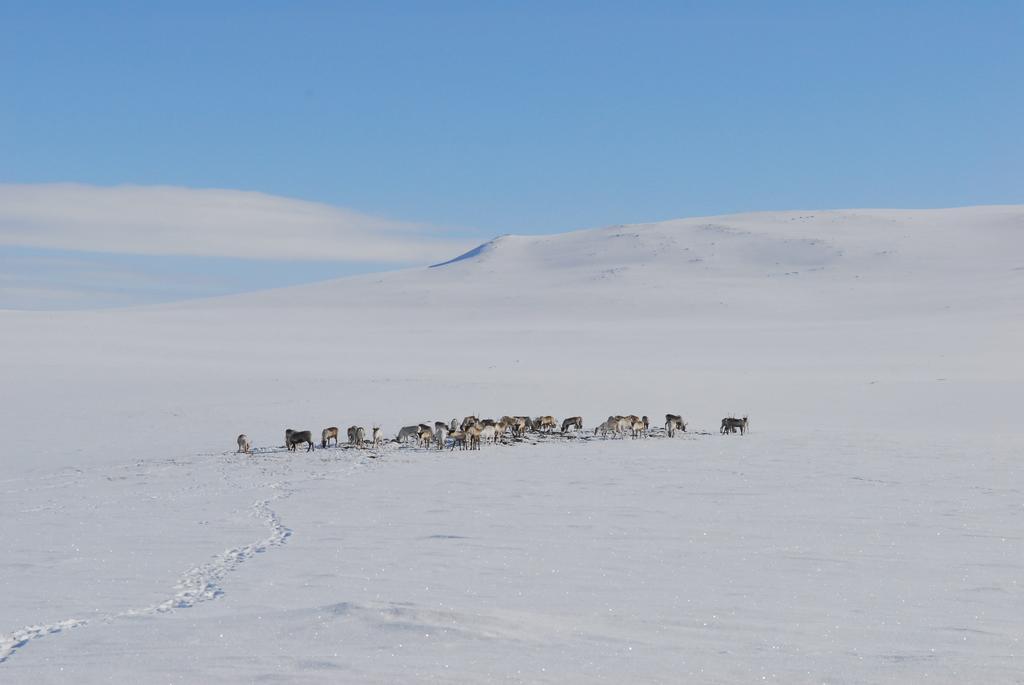 Villa Kilpisjaerven Tunturimajat Kilpisjärvi Esterno foto